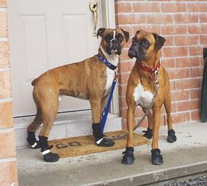 Boxers Dog Pictures